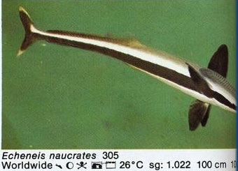 Echeneis naucrates